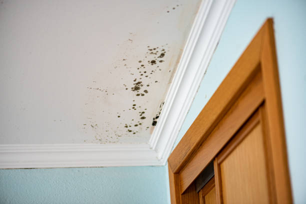 Best Insurance-Related Mold Remediation in Weber City, VA