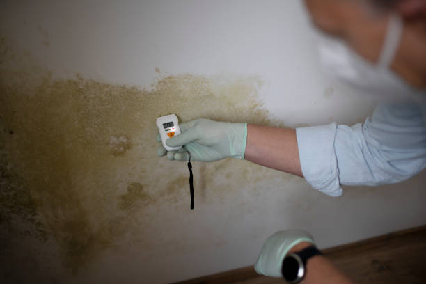 Best Emergency Mold Remediation in Weber City, VA