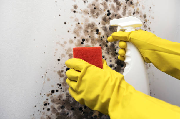 Best Mold Remediation for Schools in Weber City, VA